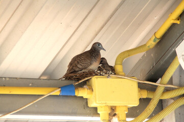 The mother bird and the baby bird nest on the PVC pipe. Yellow PVC pipe, put electrical wires inside. - Powered by Adobe