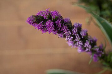 FLOR DE LAVANDA CON FONDO DE MADERA