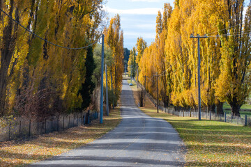 Fototapeta premium A curve road with yellow poplar on its side.