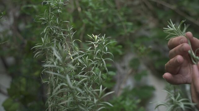 Close up of hands of adult woman collecting herbs in garden