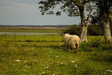 sheep grazing in a field