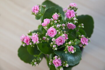 Blossom of  pink Kalanchoe, Kalanchoe blossfeldiana, bouquet of pink flowers