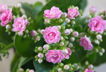 Obraz na płótnie Canvas Blossom of pink Kalanchoe, Kalanchoe blossfeldiana, bouquet of pink flowers