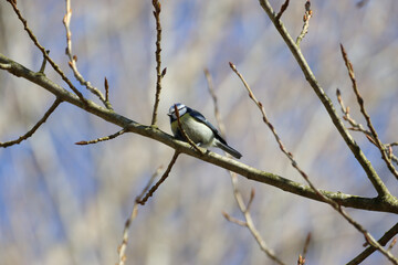 Eurasian blue tit bird on a tree branch