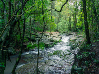 Rainforest Cascade