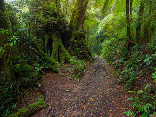 Track Through Rainforest on a Damp Misty Day