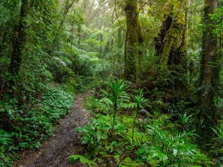 Fototapeta premium Track Through Rainforest on a Damp Misty Day
