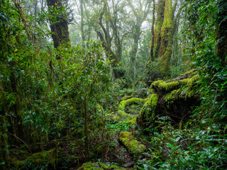 Fototapeta na wymiar Lush Rainforest on Damp and Misty Day