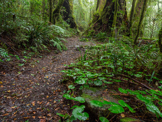 Track Through Rainforest on a Damp Misty Day