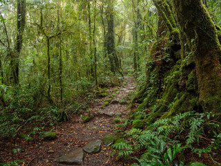 Obraz premium Track Through Rainforest on a Damp Misty Day