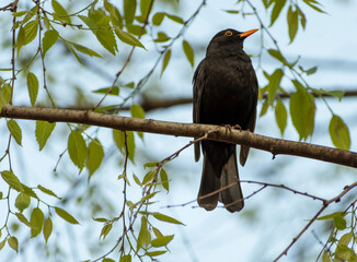 Blackbird on a branch. After the sparrow, the blackbird is the most common and widespread passerine in Italy and Europe
