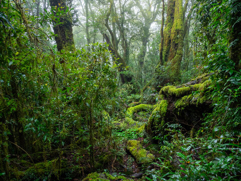 Lush Rainforest on Damp and Misty Day © Kevin