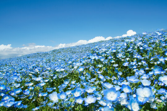 ネモフィラ Images Browse 9 014 Stock Photos Vectors And Video Adobe Stock