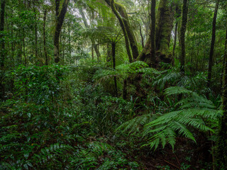 Lush Rainforest on Damp and Misty Day