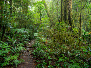 Fototapeta premium Track Through Rainforest on a Damp Misty Day
