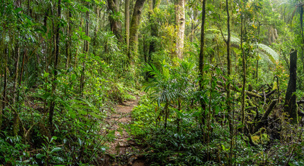 Rainforest Panorama with Track
