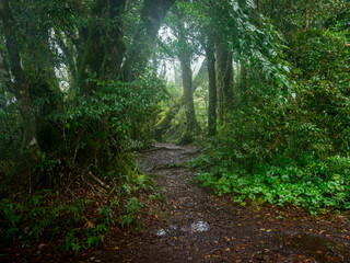 Obraz premium Track Through Rainforest on a Damp Misty Day