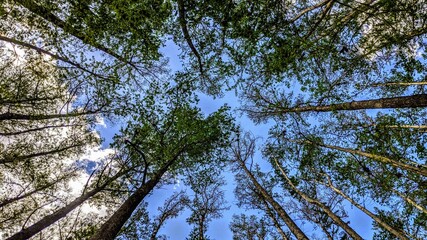 Cyprus Tree Tops Canopy 