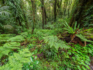 Fototapeta premium Lush Rainforest on Damp and Misty Day