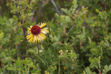 Yellow wildflower growing from between rocks