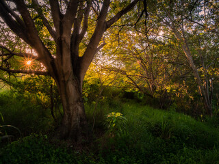 Afternoon Light through Forest