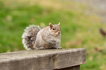 close up of one cute chubby squirrel sitting on the wooden bench with its right arm close to its chest
