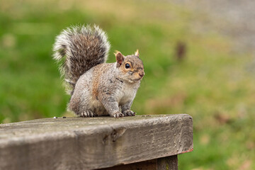 close up portrait of a cute grey squirrel sitting on the wooden hand rail in the park