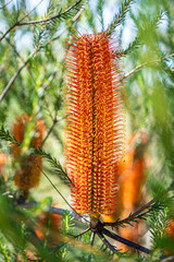 Banksia native Australian plant. The native flora and wildlife of Australia seen on a national park bushwalk in Sydney.