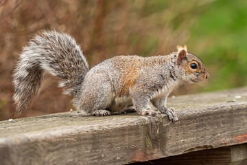 side portrait of a cute grey squirrel sitting on the wooden hand rail in the park 