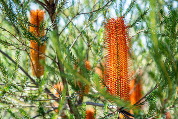 Banksia native Australian plant. The native flora and wildlife of Australia seen on a national park bushwalk in Sydney.