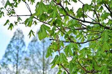 新緑の若葉とメタセコイヤ並木のコラボ＠滋賀