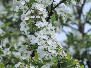 満開の姫リンゴの花