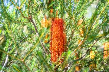 Banksia native Australian plant. The native flora and wildlife of Australia seen on a national park bushwalk in Sydney.