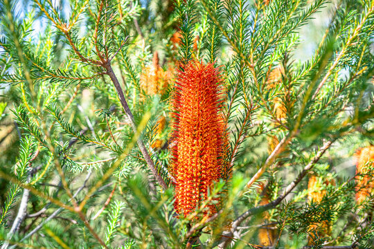 Banksia Native Australian Plant. The Native Flora And Wildlife Of Australia Seen On A National Park Bushwalk In Sydney.