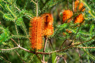 Banksia native Australian plant. The native flora and wildlife of Australia seen on a national park bushwalk in Sydney.