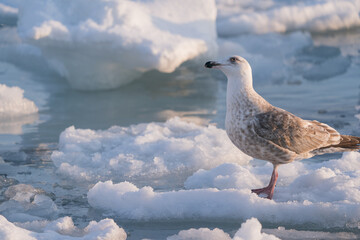 流氷上のカモメ