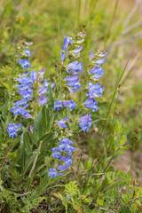 Blue Beardtongue wildflowers
