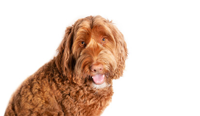 Labradoodle dog sitting and looking up at camera. Cute large female adult dog with brown eyes and pink nose and tongue out. Happy playful expression or panting. Selective focus. Isolated on white.