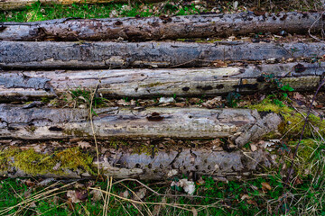 Tree trunks