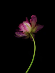  red tulip on a black background