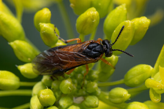 Turnip sawfly perched on a blooming flower