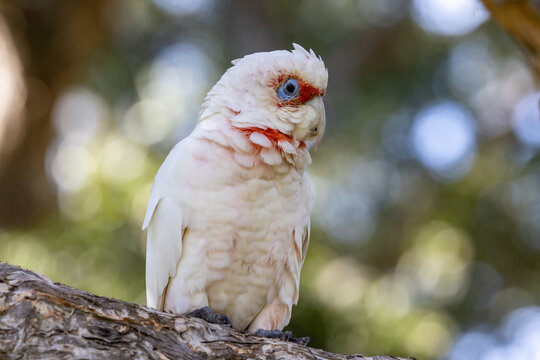 Long-billed Corella perched on tree branch