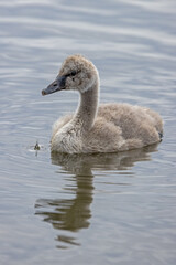 Black Swan Cygnet on water