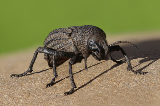 Close up of Black Weevil beetle