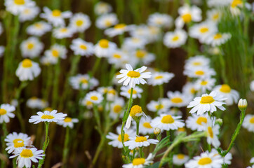 white wild daisy