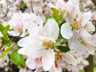 apple tree fresh flowers for background