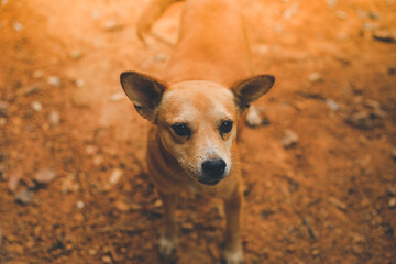 Red Thai dog lover  standing and staring posing According to the natural manner.