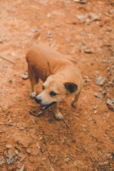 Red Thai dog lover  standing and staring posing According to the natural manner.
