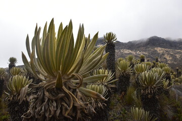 frailejon and paramo