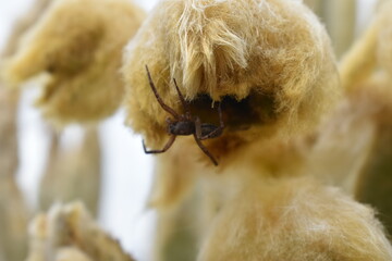 spider 